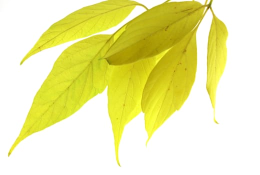 Twig with autumn leaves over white