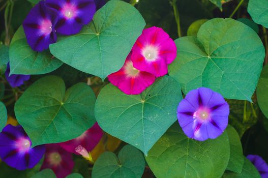 Beautiful violet and pink flowers of bindweed