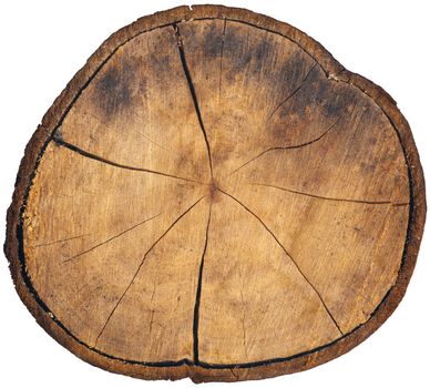 Wood cut showing growth rings on white background
