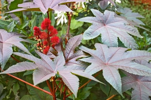 Castor Bean plant (Latin name: Ricinus gipsoni) flowering on flowerbed as decorative greenery