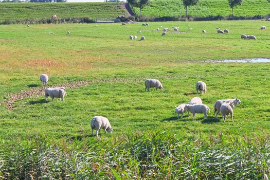 Sheep on summer pasture. Netherlands