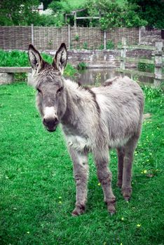 Single donkey photographed at a UK donkey sanctuary



