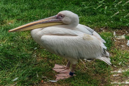 Close-up of resting on the grass white pelican.