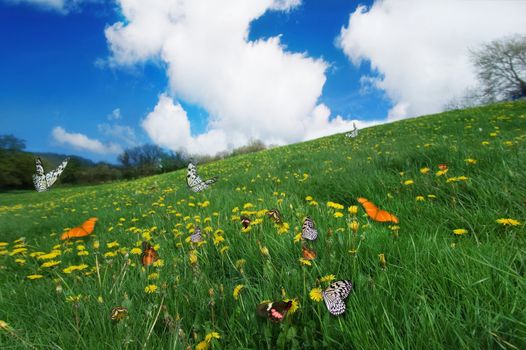 Beautiful assortment of butterflies in a spring meadow with vibrant blue sky.