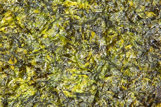 Large thin sheet of pressed seaweed pan fried in olive oil, texture background. 