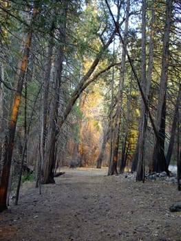 Sunlight through the forest in Yosemite National Park, USA