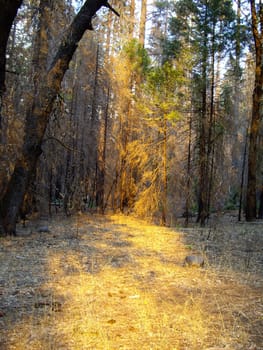 Sunlight through the forest in Yosemite National Park, USA