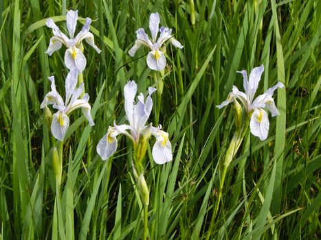 Wildflowers bloom in Spring, Yellowstone Park USA