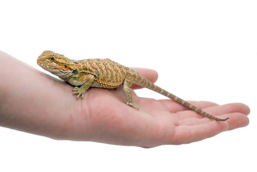 Pet Bearded Dragon (Pogona) on a Man's Hand.