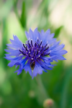 Single Cornflower against a blurred green background.