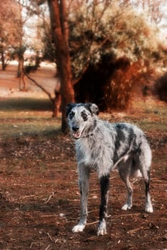 Grey and black Lurcher Dog in the woods 