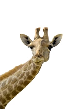 Giraffe head and neck over a white background