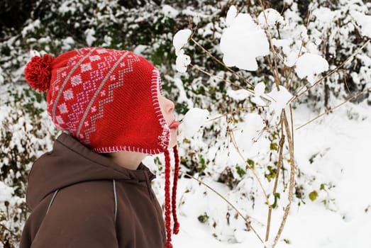 Little boy licking snow on a branch