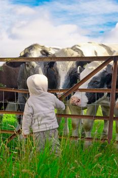 A young child looking at some cows through a metal fence.