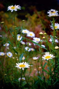 Wild Daisies