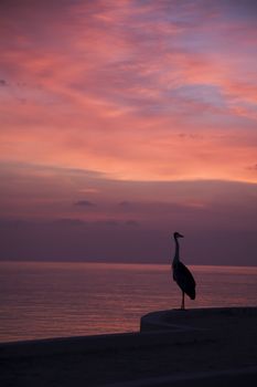 Heron on a beach admiring the sunset