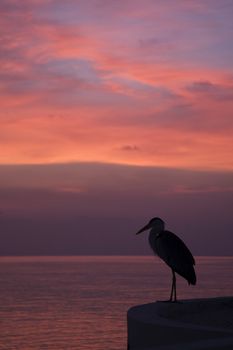 Heron on a beach admiring the sunset