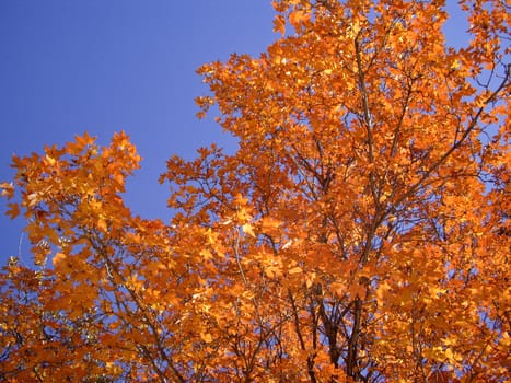 Leaves turn vivid orange in Fall