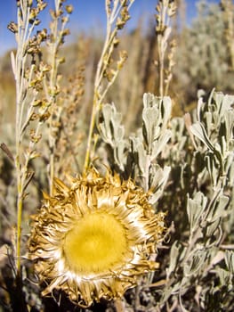 Sunflower dies in Fall