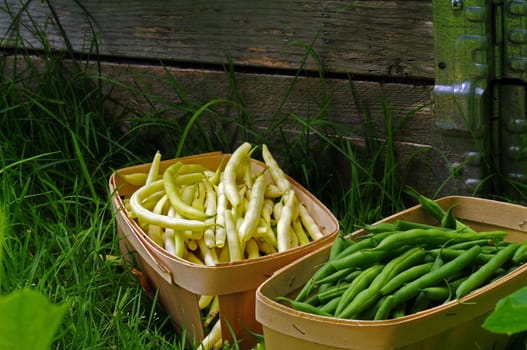 Green and Yellow beansfreshly picked in a basket