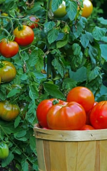 Freshly Picked Tomatoes in a basket 