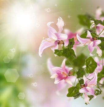 Beautiful autumn pink flowers upon nature solar background