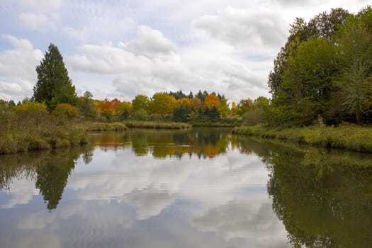 Ducks Swimming in the Pond Surrounded By Trees in the Fall