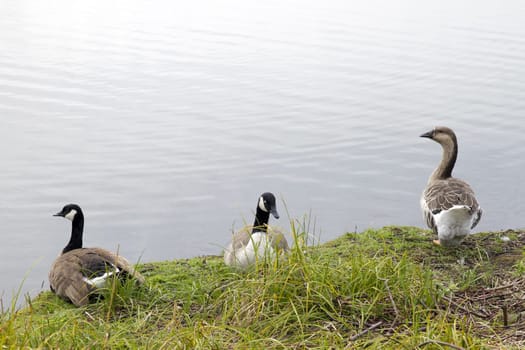 Canada Geese and Duck on the Grass by the Lake