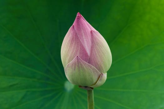 Bud of Lotus Flower