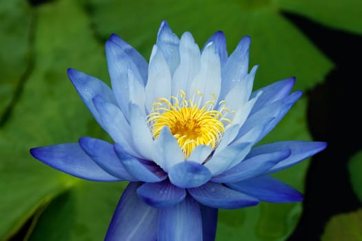 Blue Water Lily