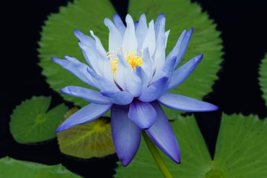 Blue Water Lily