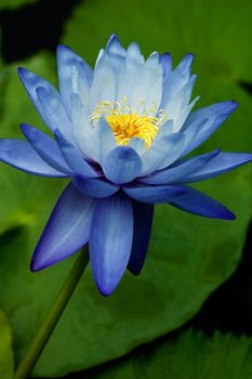 Blue Water Lily