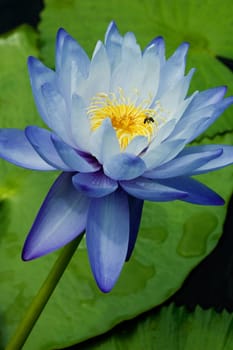 Blue Water Lily