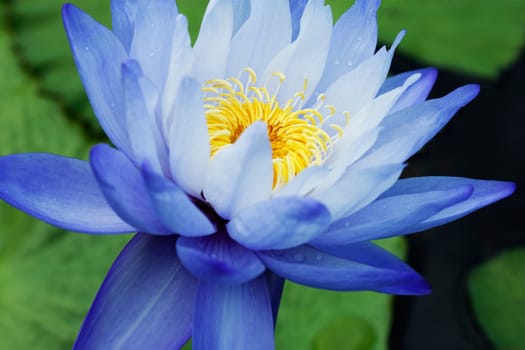 Blue Water Lily