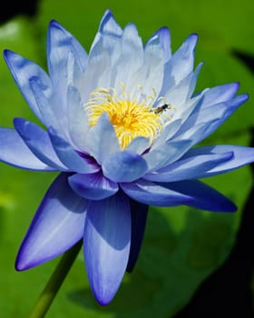 Blue Water Lily
