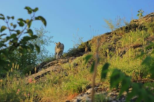 Grey cat walking over a summer mountains