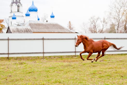 A red horse running in front of orthodox church
