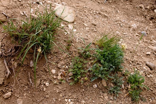 Green small prikly plants on a ground

