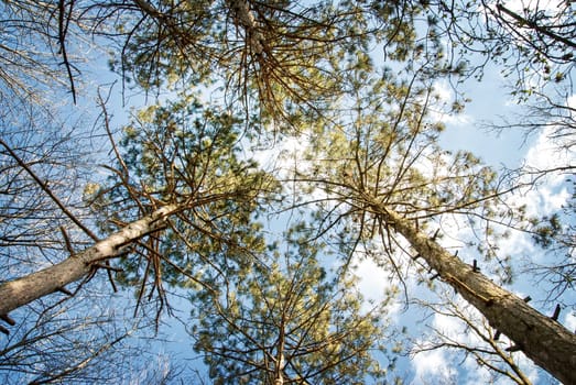 Trees and blue sky.