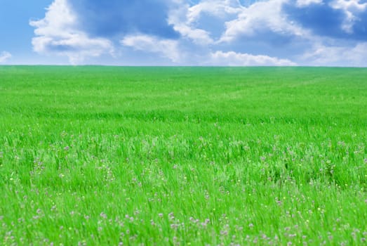 Green field and blue sky.