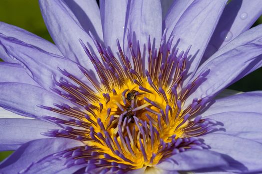 Purple Water Lily