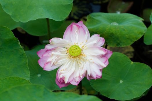 Water Lily