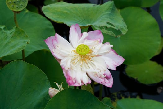 Water Lily