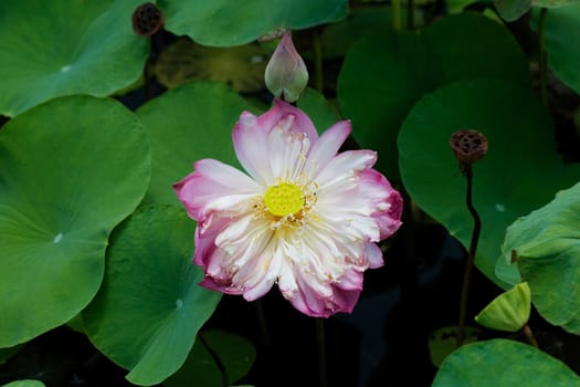 Water Lily