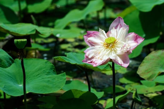 Water Lily