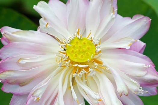 Water Lily