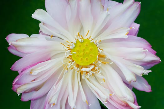 Water Lily