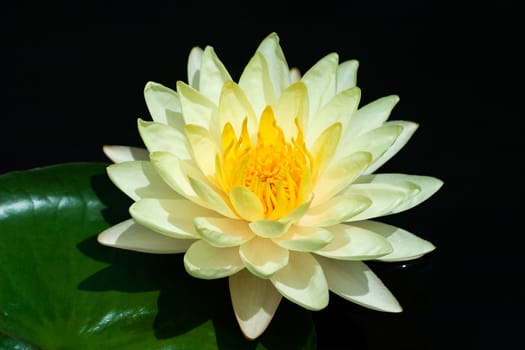 Yellow Water Lily