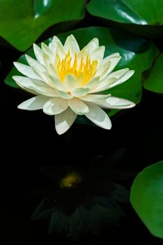 Yellow Water Lily