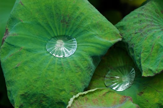 Water Drop on Lotus Leaf